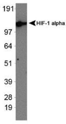 Western Blot: HIF-1 alpha Antibody - Exon 13 [NBP1-47181] - Human recombinant HIF-1 alpha protein.